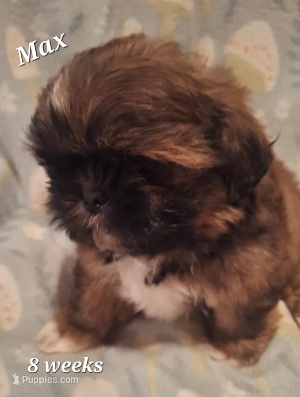 Max – Shih Tzu puppy for sale in Medical Lake, WA