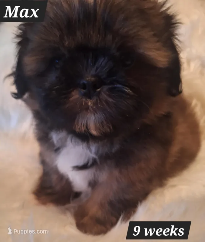 Max – Shih Tzu puppy for sale in Medical Lake, WA