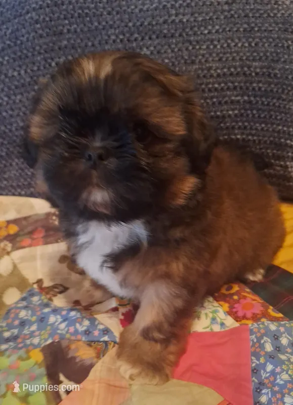 Max – Shih Tzu puppy for sale in Medical Lake, WA