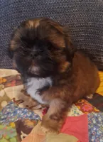 Max, a male Shih Tzu for sale in Medical Lake, WA – Photo 1 of 6