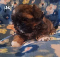 Max, a male Shih Tzu for sale in Medical Lake, WA – Photo 3 of 6