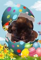 Max, a male Shih Tzu for sale in Medical Lake, WA – Photo 4 of 6