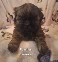 Peaches , a female Shih Tzu for sale in Cheney, WA – 3 of 5