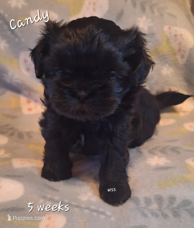 Candy – Shih Tzu puppy on hold in Medical Lake, WA