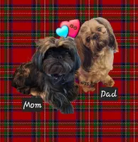 Candy, a female Shih Tzu for sale in Medical Lake, WA – Photo 2 of 2