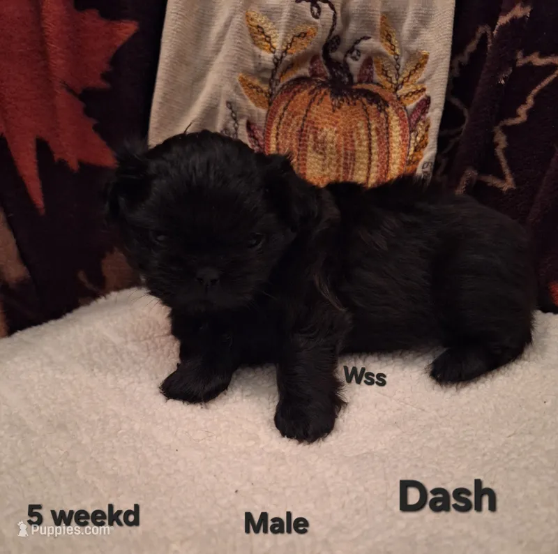 Dash – Shih Tzu puppy for sale in Cheney, WA