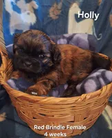 Holly, a female Shih Tzu for sale in Cheney, WA – 1 of 3