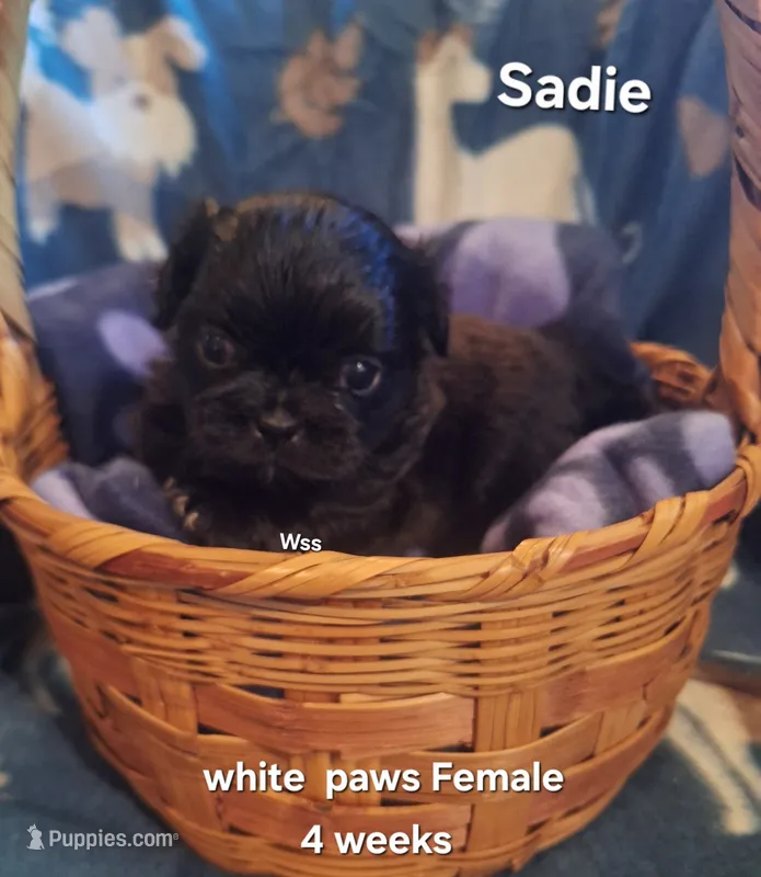 Sadie – Shih Tzu puppy for sale in Cheney, WA