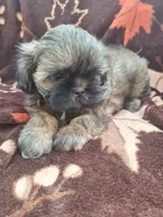 Peaches , a female Shih Tzu for sale in Cheney, WA – 2 of 5