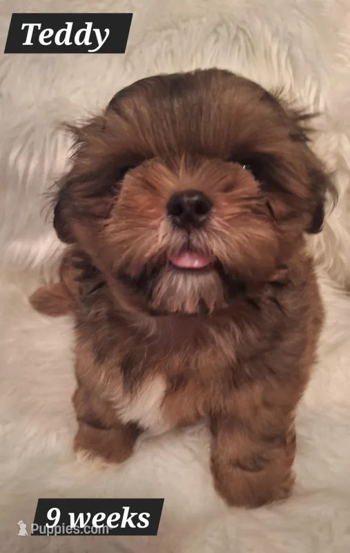 Teddy – Shih Tzu puppy for sale in Medical Lake, WA