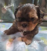 Teddy, a male Shih Tzu for sale in Medical Lake, WA – Photo 5 of 6