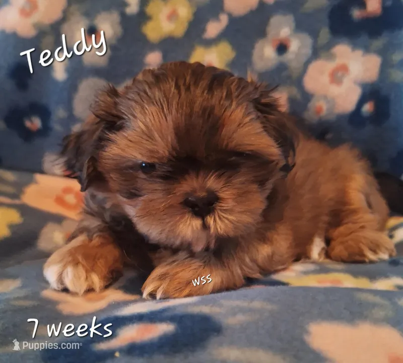 Teddy – Shih Tzu puppy for sale in Medical Lake, WA