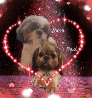 Teddy, a male Shih Tzu for sale in Medical Lake, WA – Photo 6 of 6