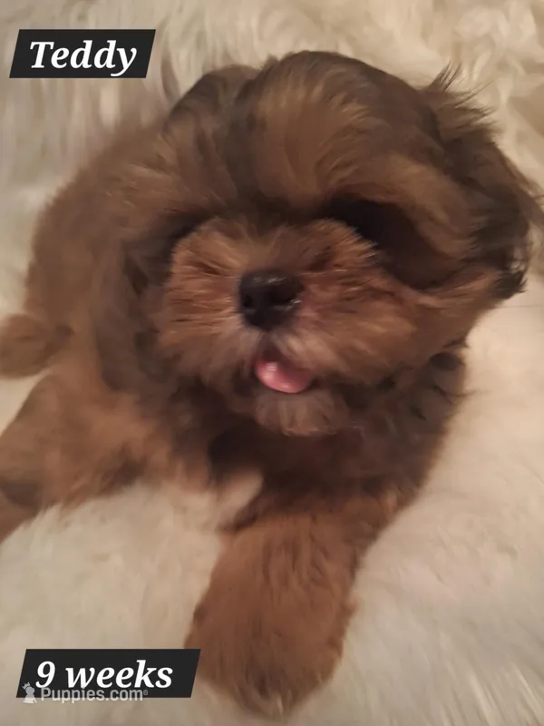 Teddy – Shih Tzu puppy for sale in Medical Lake, WA