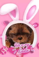 Teddy, a male Shih Tzu for sale in Medical Lake, WA – Photo 3 of 6