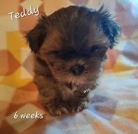 Teddy, a male Shih Tzu for sale in Medical Lake, WA – Photo 4 of 6