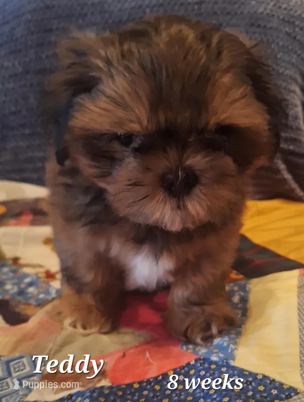 Teddy – Shih Tzu puppy for sale in Medical Lake, WA