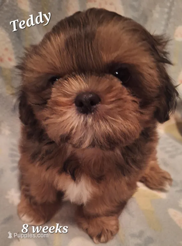 Teddy – Shih Tzu puppy for sale in Medical Lake, WA