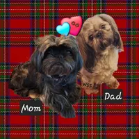 Dash, a male Shih Tzu for sale in Cheney, WA – 2 of 3