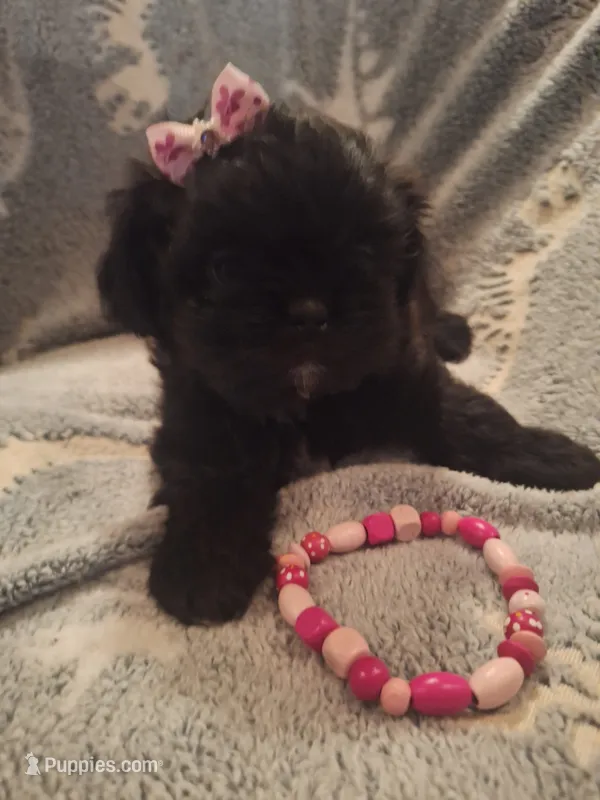 Dolly – Shih Tzu puppy for sale in Cheney, WA