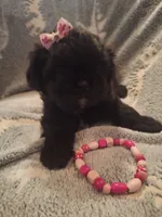 Dolly, a female Shih Tzu for sale in Cheney, WA – 1 of 5