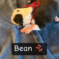 Bean, a female Boston Terrier and Border Collie for sale in Platteville, WI – Photo 5 of 5