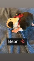 Bean, a female Boston Terrier and Border Collie for sale in Platteville, WI – Photo 3 of 3