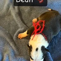 Bean, a female Boston Terrier and Border Collie for sale in Platteville, WI – Photo 4 of 5