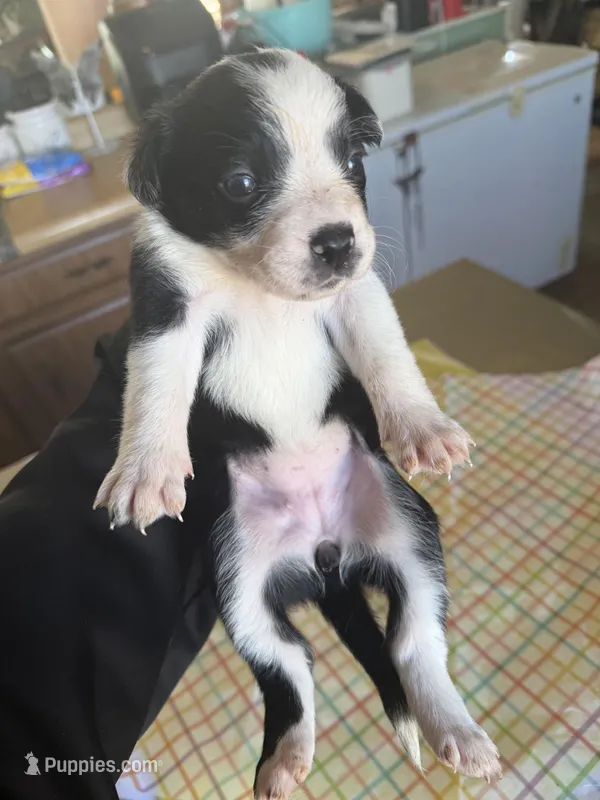 Bean – Boston Terrier, Border Collie puppy for sale in Platteville, WI