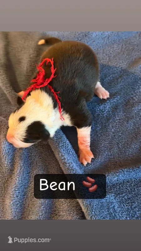 Bean, a female Boston Terrier and Border Collie for sale in Platteville, WI – Photo 1 of 3
