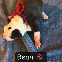 Bean, a female Boston Terrier and Border Collie for sale in Platteville, WI – Photo 3 of 5