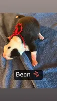 Bean, a female Boston Terrier and Border Collie for sale in Platteville, WI – Photo 1 of 3