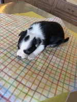 Bean, a female Boston Terrier and Border Collie for sale in Platteville, WI – Photo 2 of 5