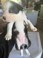 Robin, a male Boston Terrier and Border Collie for sale in Platteville, WI – Photo 1 of 5