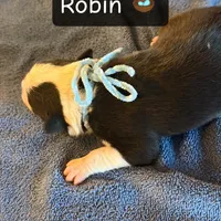 Robin, a male Boston Terrier and Border Collie for sale in Platteville, WI – Photo 5 of 5