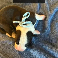 Robin, a male Boston Terrier and Border Collie for sale in Platteville, WI – Photo 4 of 5