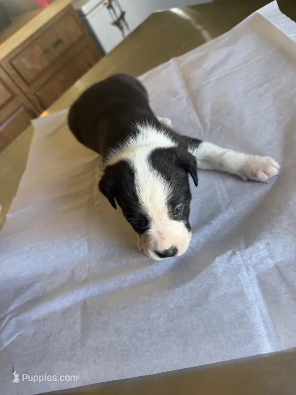 Robin – Boston Terrier, Border Collie puppy for sale in Platteville, WI