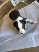 Robin, a male Boston Terrier and Border Collie for sale in Platteville, WI – Photo 2 of 5