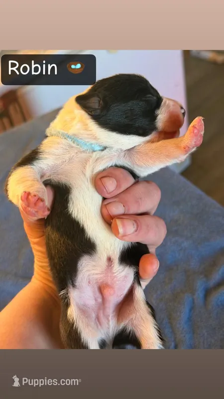 Robin, a male Boston Terrier and Border Collie for sale in Platteville, WI – Photo 1 of 3