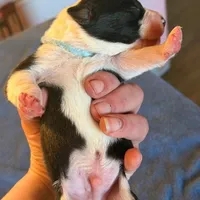 Robin, a male Boston Terrier and Border Collie for sale in Platteville, WI – Photo 3 of 5