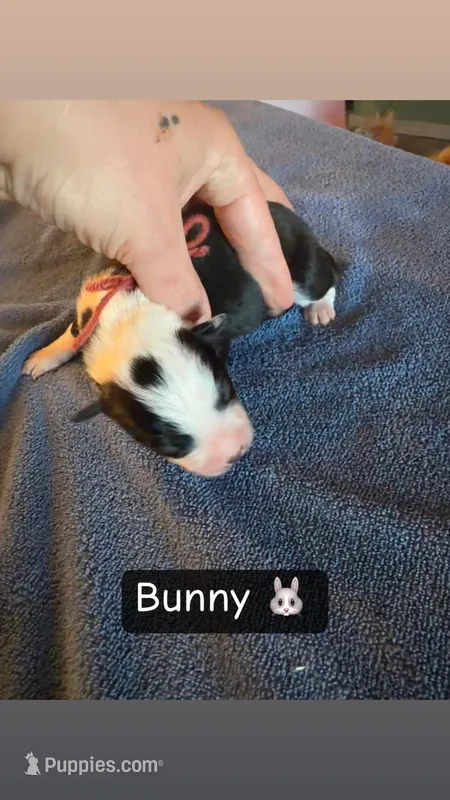 Bunny, a female Boston Terrier and Border Collie for sale in Platteville, WI – Photo 1 of 3