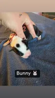 Bunny, a female Boston Terrier and Border Collie for sale in Platteville, WI – Photo 1 of 3