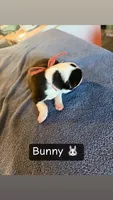 Bunny, a female Boston Terrier and Border Collie for sale in Platteville, WI – Photo 2 of 3