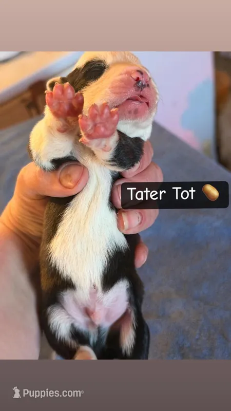 Tater Tot, a male Boston Terrier and Border Collie for sale in Platteville, WI – Photo 1 of 4