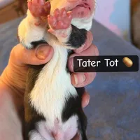 Tater Tot, a male Boston Terrier and Border Collie for sale in Platteville, WI – Photo 3 of 5