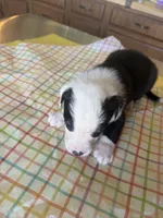Tater Tot, a male Boston Terrier and Border Collie for sale in Platteville, WI – Photo 2 of 5