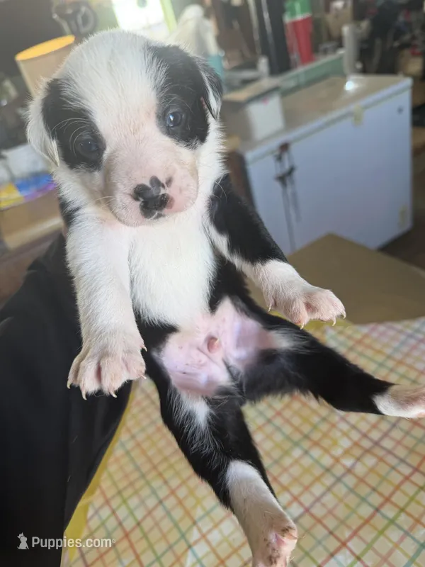 Tater Tot – Boston Terrier, Border Collie puppy for sale in Platteville, WI