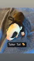 Tater Tot, a male Boston Terrier and Border Collie for sale in Platteville, WI – Photo 2 of 4
