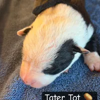 Tater Tot, a male Boston Terrier and Border Collie for sale in Platteville, WI – Photo 4 of 5