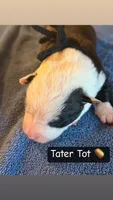 Tater Tot, a male Boston Terrier and Border Collie for sale in Platteville, WI – Photo 3 of 4